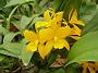 Tinonee-orchids-2 043